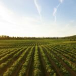 Benefício emergencial para desastres agrícolas