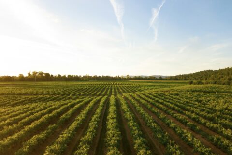 Benefício emergencial para desastres agrícolas
